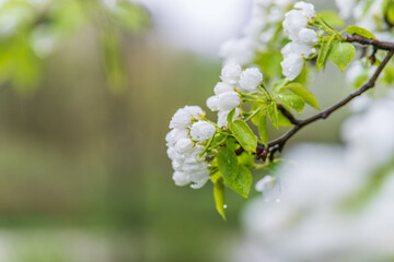 Wall Mural - white blossoming apple trees with rain drops