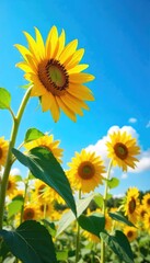 Wall Mural - vibrant sunflowers reaching towards a vast, blue summer sky golden petals against a brilliant azure 