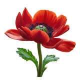 Anemone, Photo Botanical Theme Flowers, Transparent Background, PNG File