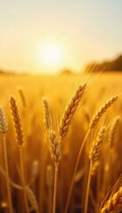 Wall Mural - a sunlit field of wheat, shimmering with a golden hue, representing the average, ideal harvest the p