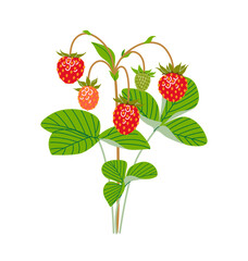 Wall Mural - Wild Strawberry Branch with Red Berries and Green Leaves