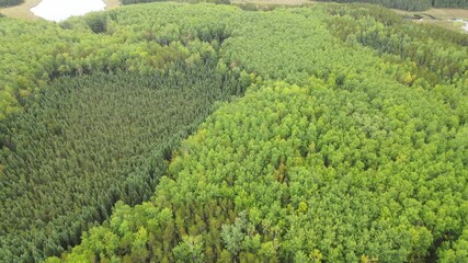 Wall Mural - Drone aerial view looking down on a vast northern forest of aspen trees and small lakes
