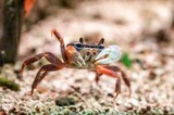 Colorful fiddler crab with large claw raised on sandy ground, marine crustacean showing behavior in coastal habitat