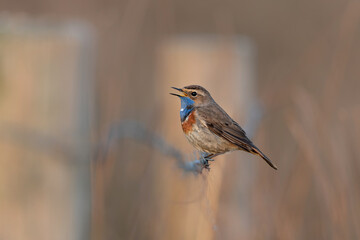 Wall Mural - bluethroat (Luscinia svecica) male in springtime trying to impress the famales sitting in the grassland in the Netherlands
