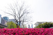 Chinese fringe flower hedge, in vivid pink bloom in Shanghai, a bare tree and modern skyscrapers in the background