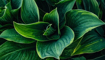Lush green foliage close-up