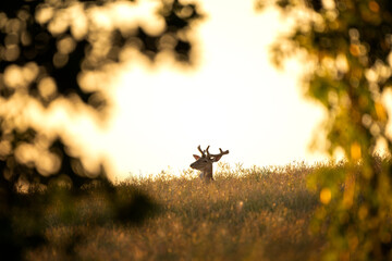 Wall Mural - A fallow deer peers out from the field. The deer’s antlers are still in velvet. A deer looks out of the field at sunset.