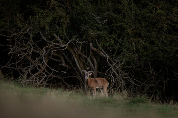 Wall Mural - a mouflon in autumn. a ovis aries musimon in its natural habitat. a mouflon on the meadow.