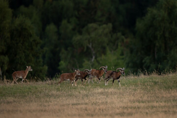Wall Mural - a mouflon in autumn. a ovis aries musimon in its natural habitat. a mouflon on the meadow.