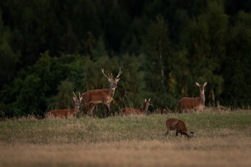 Wall Mural - a red deer during the rutting season. herd of the red deer in natural habitat in autumn.