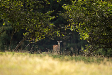 Wall Mural - a mouflon in autumn. a ovis aries musimon in its natural habitat. a mouflon on the meadow.