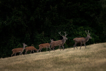 Wall Mural - a red deer during the rutting season. herd of the red deer in natural habitat in autumn.