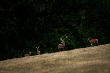 Wall Mural - a red deer during the rutting season. herd of the red deer in natural habitat in autumn.