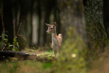 Wall Mural - a fallow deer during the rutting season. herd of the dama dama in natural habitat during autumn seas