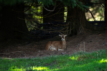 Wall Mural - a mouflon in autumn. a ovis aries musimon in its natural habitat. a mouflon on the meadow.