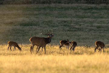 Wall Mural - a red deer during the rutting season. herd of the red deer in natural habitat in autumn.