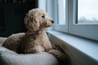 © David Fitzell - Lonely Cockapoo dog home alone looking out window