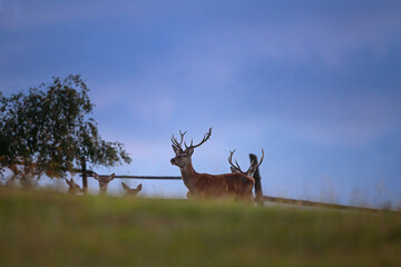 Wall Mural - a red deer during the rutting season. herd of the red deer in natural habitat in autumn.