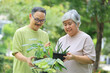 © JU.STOCKER - Senior Asian Couple Enjoying Gardening Together, Happy Mature Man and Woman Caring for Plants in a Park, Retired Couple with Greenery, Embracing a Hobby Outdoors