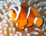 Close-up of an orange and white clownfish in anemone
