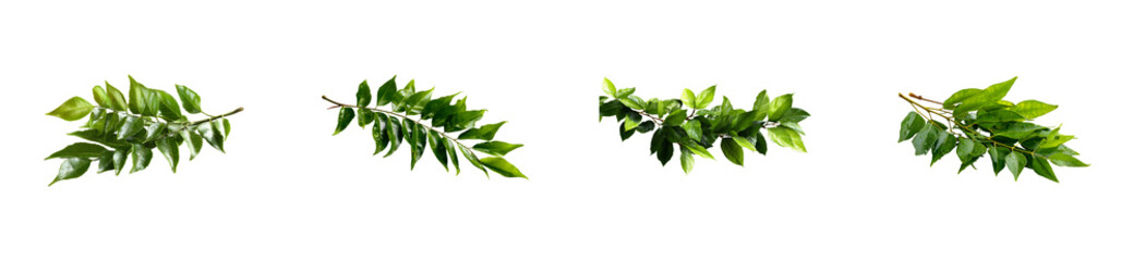 Wall Mural - Four Lush Green Leaf Branches with Water Droplets on Black, cut out transparent