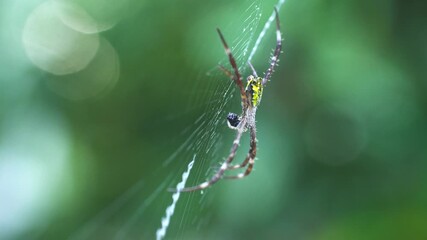 Spider on the web is eating something in the morning. Focus selected