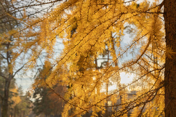 Wall Mural - Larch in autumn, yellowed needles on larch branches in October, deciduous coniferous tree