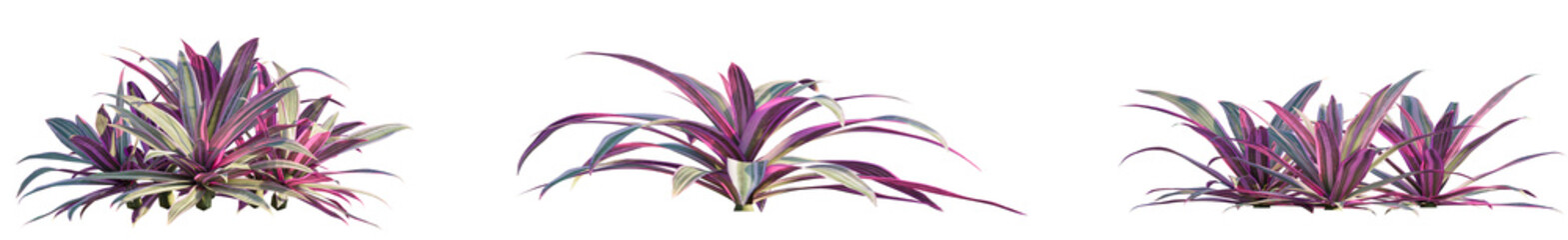 Rhoeo spathaceo Tree view cutout transparent background
