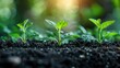 © Roksanara - Three young green seedlings emerging from fertile soil with warm sunlight