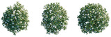 Gardenia jasminoides ellis Tree plan top view cutout transparent isolate on background
