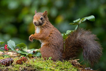 Canvas Print - Red squirrel in a forest setting with a green background.