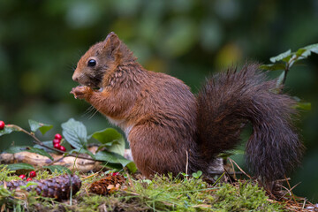 Canvas Print - Red squirrel in a forest setting with a green background.