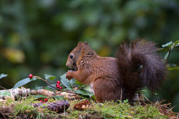 Canvas Print - Red squirrel in a forest setting with a green background.