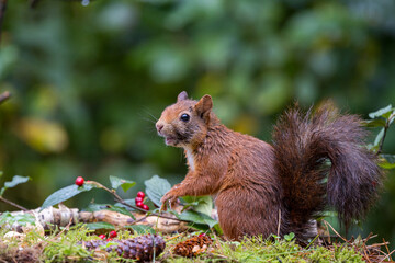 Canvas Print - Red squirrel in a forest setting with a green background.