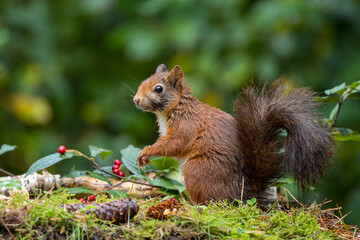 Canvas Print - Red squirrel in a forest setting with a green background.