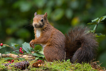 Canvas Print - Red squirrel in a forest setting with a green background.