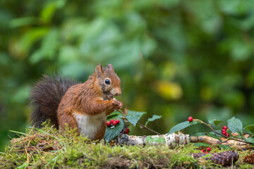 Canvas Print - Red squirrel in a forest setting with a green background.