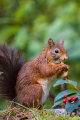 Canvas Print - Red squirrel in a forest setting with a green background.