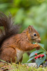 Canvas Print - Red squirrel in a forest setting with a green background.