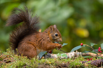 Canvas Print - Red squirrel in a forest setting with a green background.