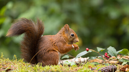 Canvas Print - Red squirrel in a forest setting with a green background.