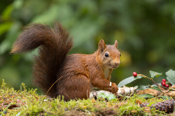 Canvas Print - Red squirrel in a forest setting with a green background.