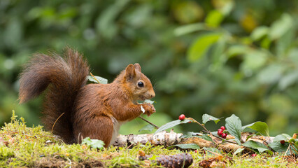 Canvas Print - Red squirrel in a forest setting with a green background.