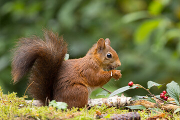 Canvas Print - Red squirrel in a forest setting with a green background.