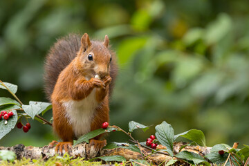 Canvas Print - Red squirrel in a forest setting with a green background.