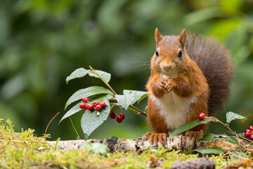 Canvas Print - Red squirrel in a forest setting with a green background.