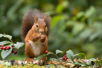 Canvas Print - Red squirrel in a forest setting with a green background.