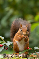 Canvas Print - Red squirrel in a forest setting with a green background.