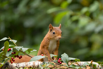 Canvas Print - Red squirrel in a forest setting with a green background.
