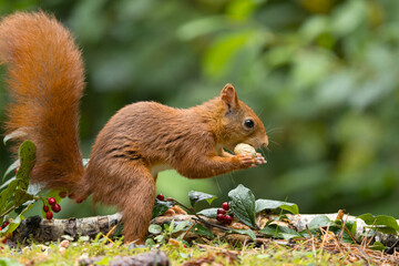 Canvas Print - Red squirrel in a forest setting with a green background.